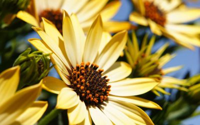 5 Steps to Protect Your Brain