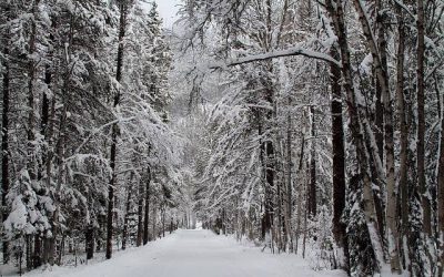 How to Balance Hormones Naturally